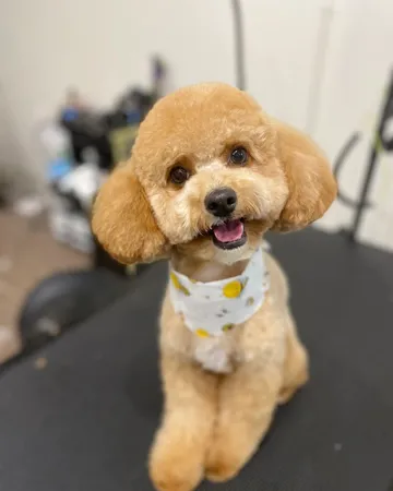 Freshly groomed apricot poodle