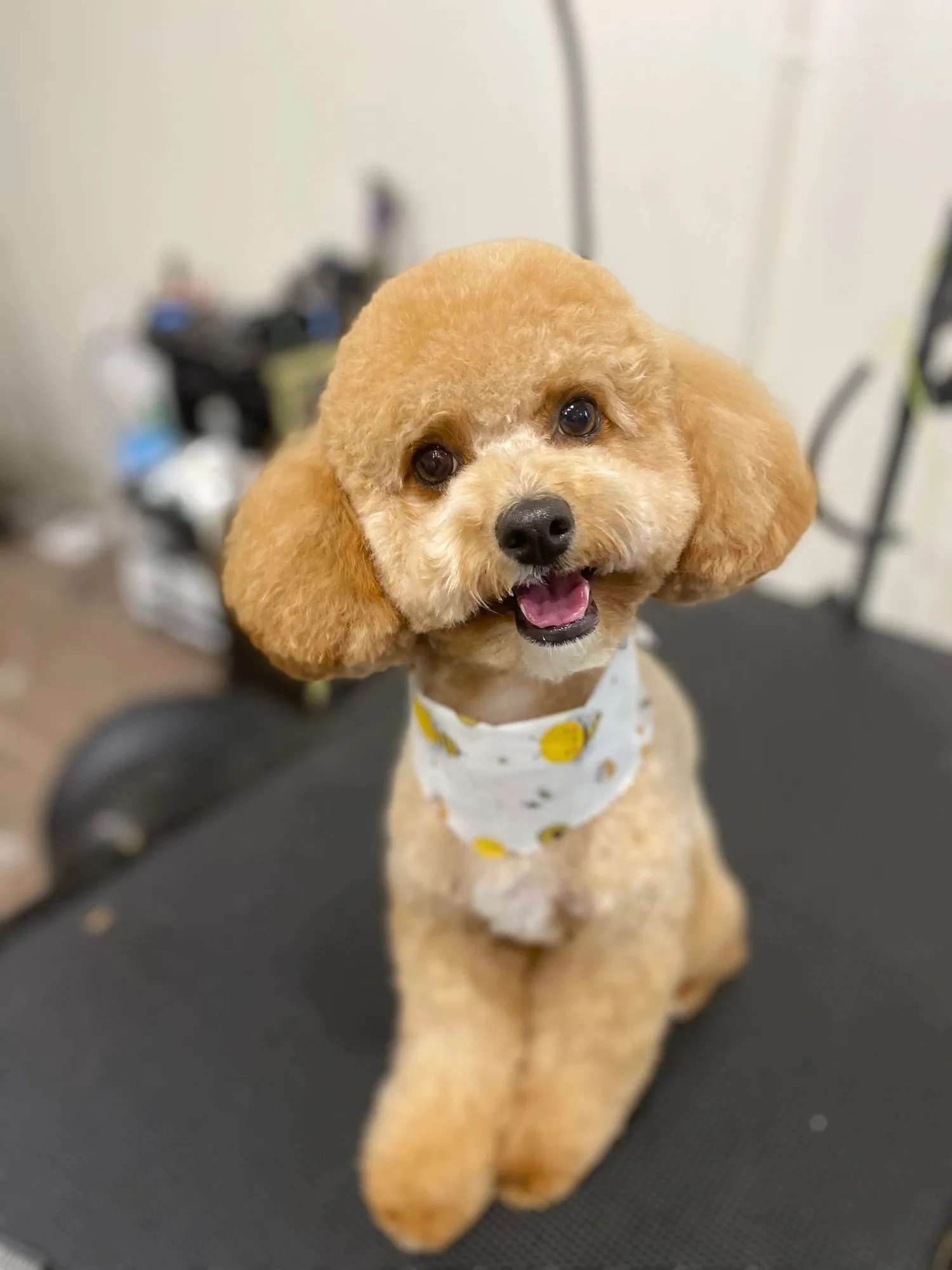 Apricot toy poodle after a fluffy groom, wearing a bandana