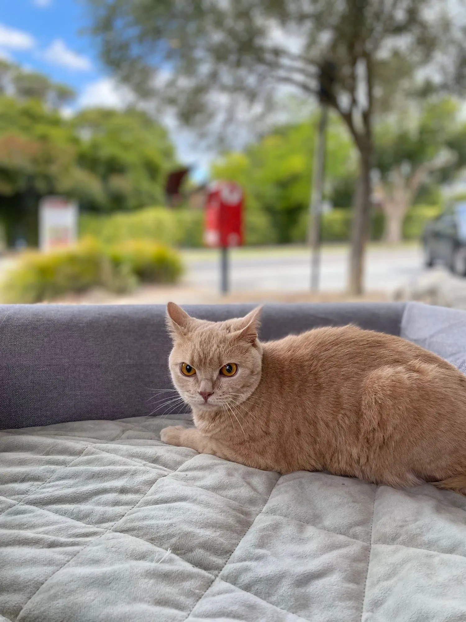 Relaxed ginger cat after a gentle cat groom