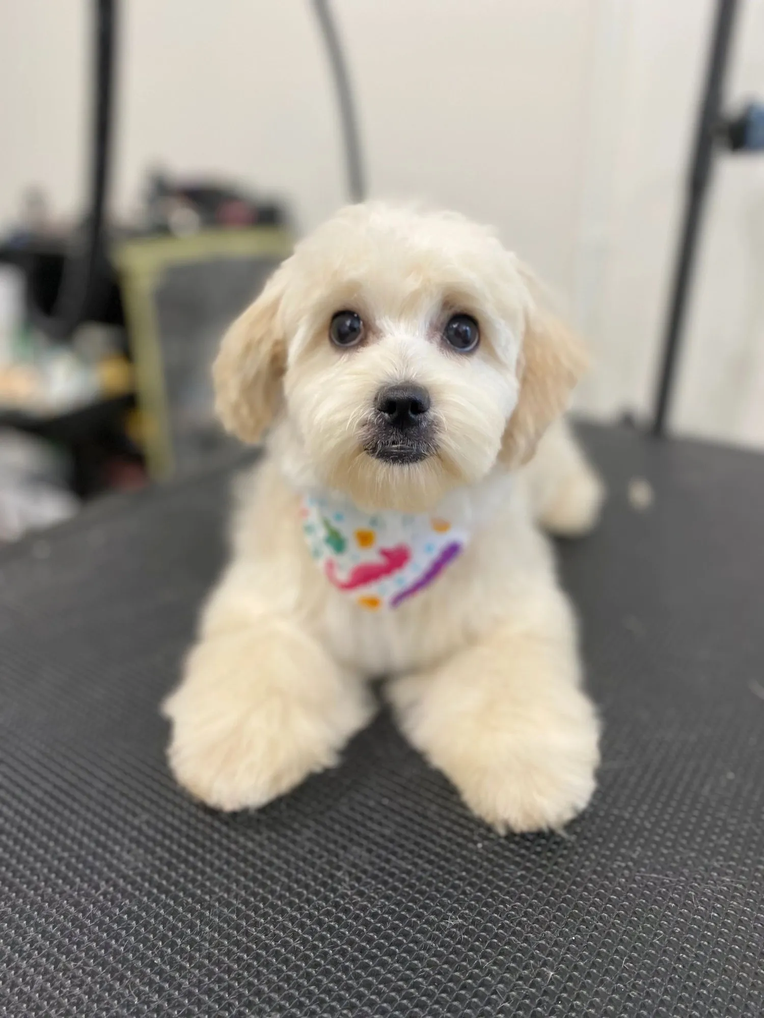 Maltese shih tzu with a round teddy cut