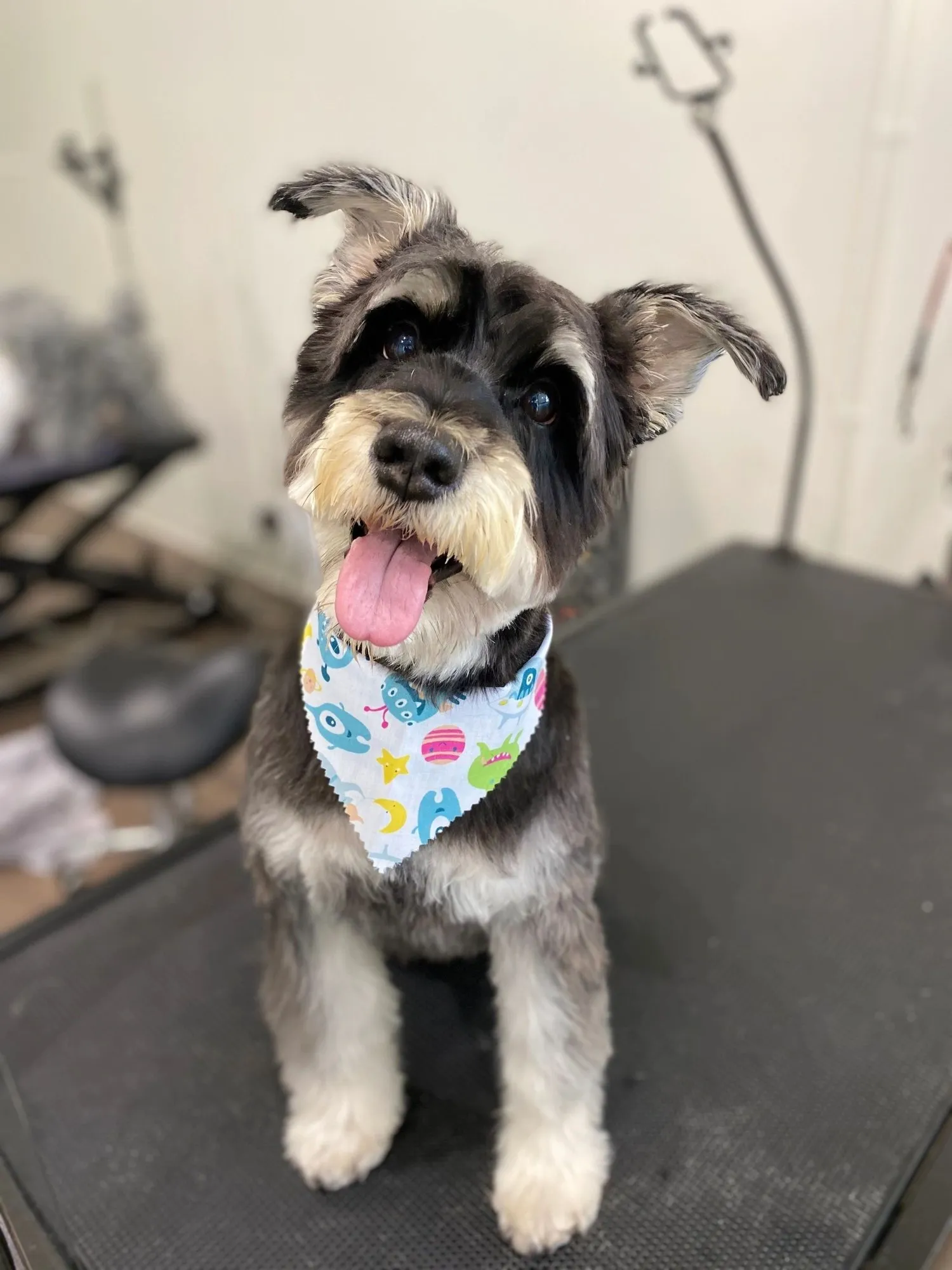 Miniature schnauzer after a full groom with a colourful bandana