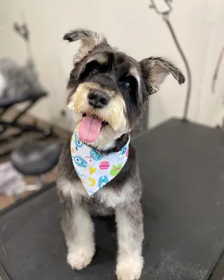 Miniature schnauzer after a groom