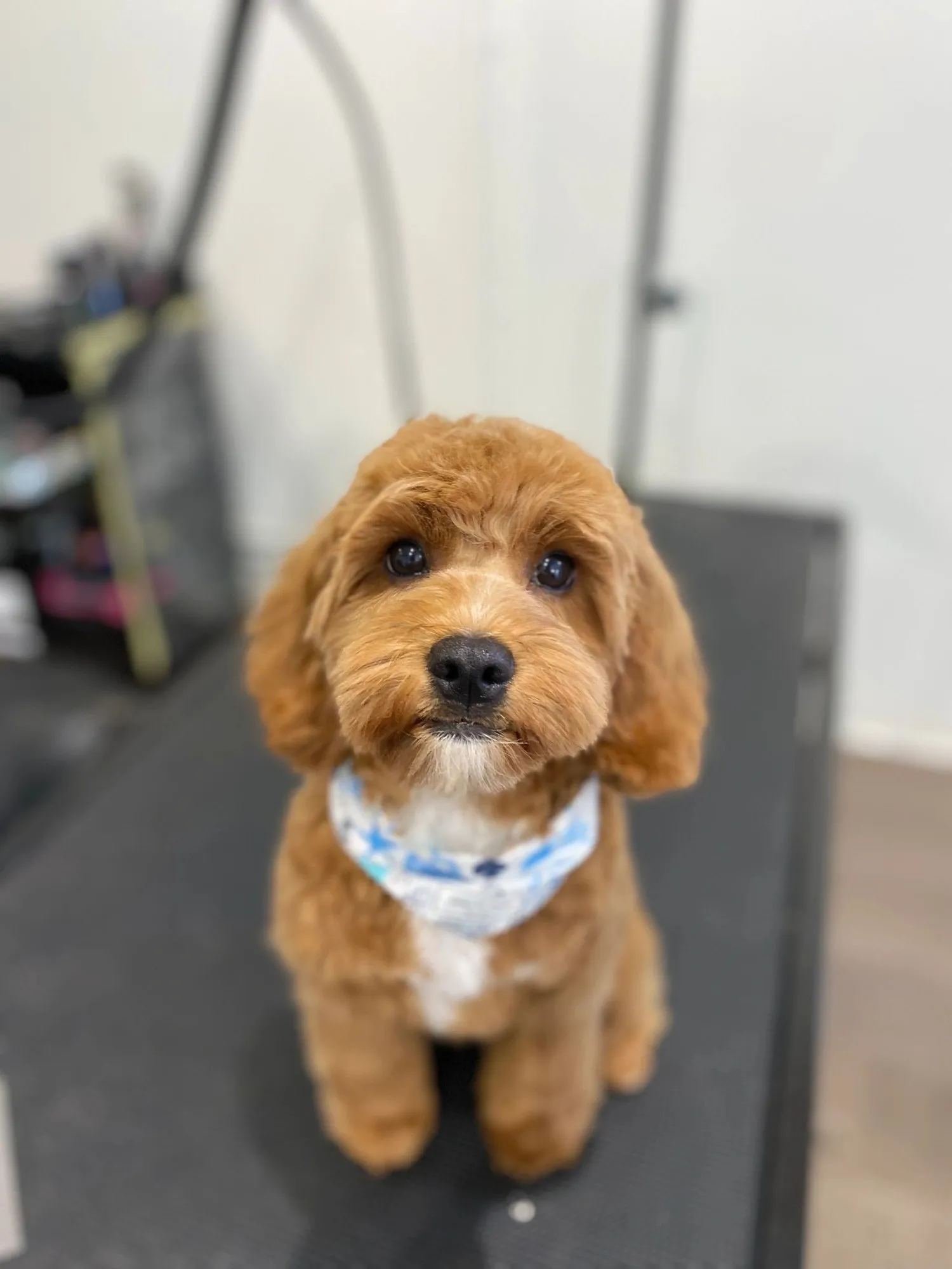 Red toy poodle after a fluffy groom